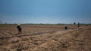 Petani Banjarwangi menggunakan irigasi tetes untuk menghemat air di musim kemarau